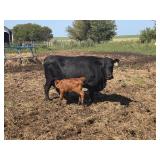 Tag #1136 Black Dexter/Lowline Cow/Red Calf Pair