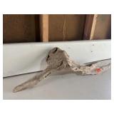 Piece of driftwood