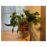 REAL house plant, stoneware bowl