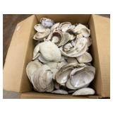 Box of seashells
