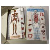 1/6 scale Skeleton & anatomy kit