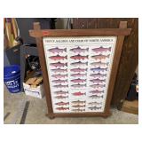 Framed fish identification poster