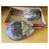 Stingray skeletons (2)