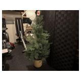 Potted pine tree