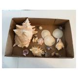 Box of sea shells