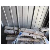 Birch branches