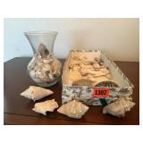 Box of seashells, vase