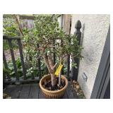 Large potted house plant