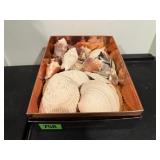 Box of sea shells, sand dollars