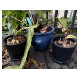 Flower pots (3), contents included