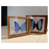 Butterfly specimen shadowboxes (2)