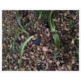 Flower pots, bulbs included