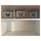 Butterfly specimen shadowboxes (3)
