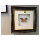 Monarch butterfly taxidermy artwork