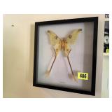Moth specimen shadow box