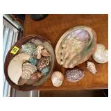 Seashell collection