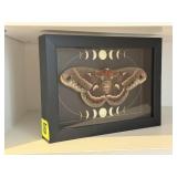 Moon phase taxidermy moth