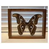 Moth specimen shadowbox