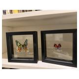 Buttefly specimen shadowboxes (2)
