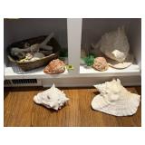 Seashell collection
