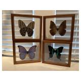 Butterfly specimen shadow boxes (4)