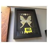 Moon phase moth taxidermy artwork