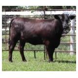 K M J MS SFORCE D358