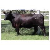 K M J MS NATIONAL D311