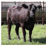 K M J MS SFORCE D338