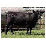 K M J MS SFORCE D351