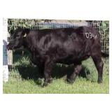 K M J MS SFORCE D346