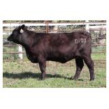 K M J MS UPGRADE D109