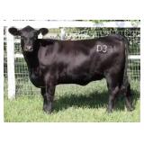 K M J MS SFORCE D331