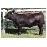 K M J MS VELOCITY D355