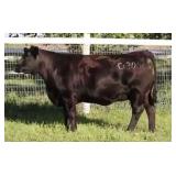 K M J MS SFORCE D300