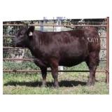 K M J MS SFORCE D111