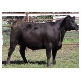 K M J MS INFOCUS D220