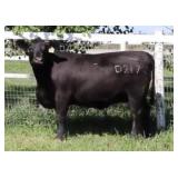 K M J MS INFOCUS D217