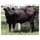 K M J MS SFORCE D102