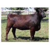 K M J MS PROPHET C239