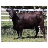 K M J MS PLATINUM D201