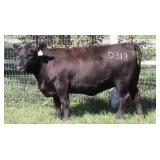 K M J MS SFORCE D313