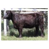 K M J MS SFORCE D105