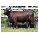 K M J MS FANSWER D200