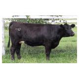 K M J MS SFORCE D104