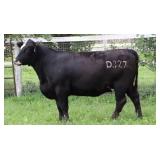 K M J MS NATIONAL D327