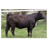 K M J MS NATIONAL D342