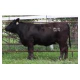 K M J MS SFORCE D100