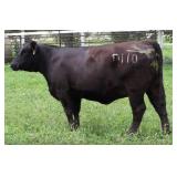 K M J MS SFORCE D110