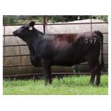 K M J MS PROPHET D347